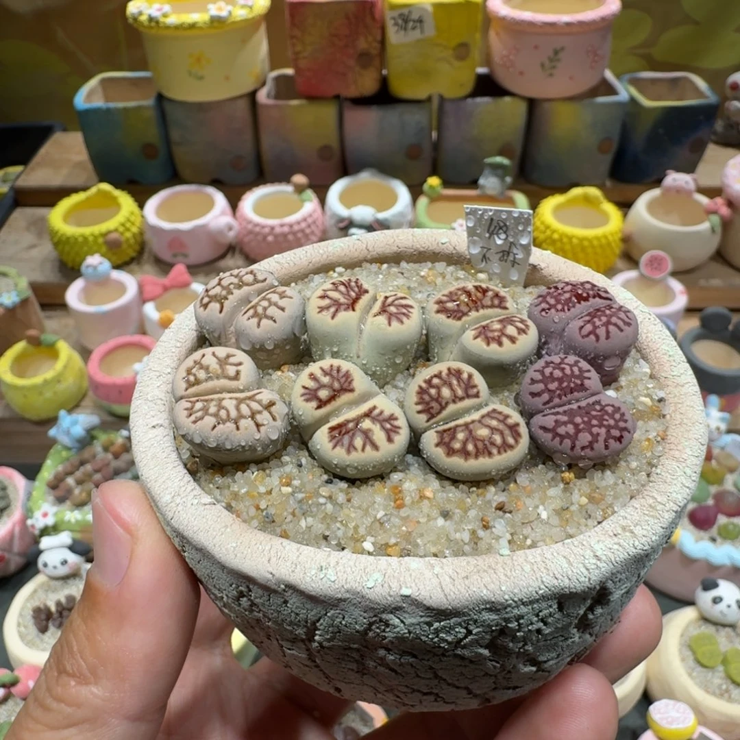 蘑菇1165菊化石多肉植物