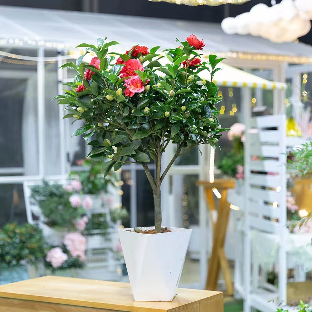 加大老桩茶花盆栽红色茶花苗带花苞冬季春节开花室内耐寒花卉