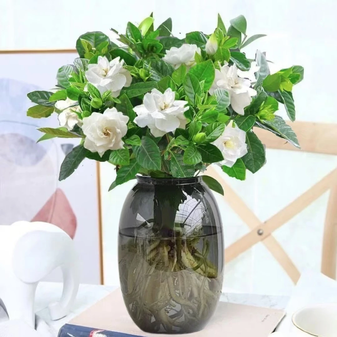 新宠【水培栀子花】绿植盆栽花卉植物阳台客厅摆放浓香型四季好养