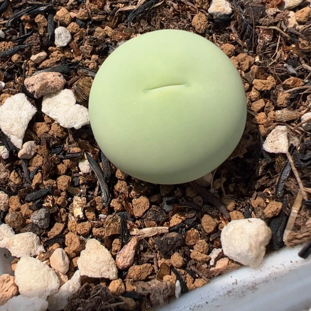 061多肉植物百科