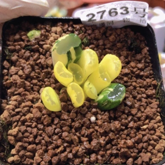 2763，北斋玉扇锦小群