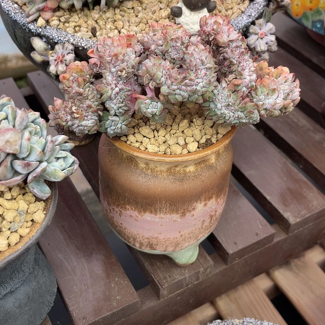 瑕疵-底切-星影缀化一个