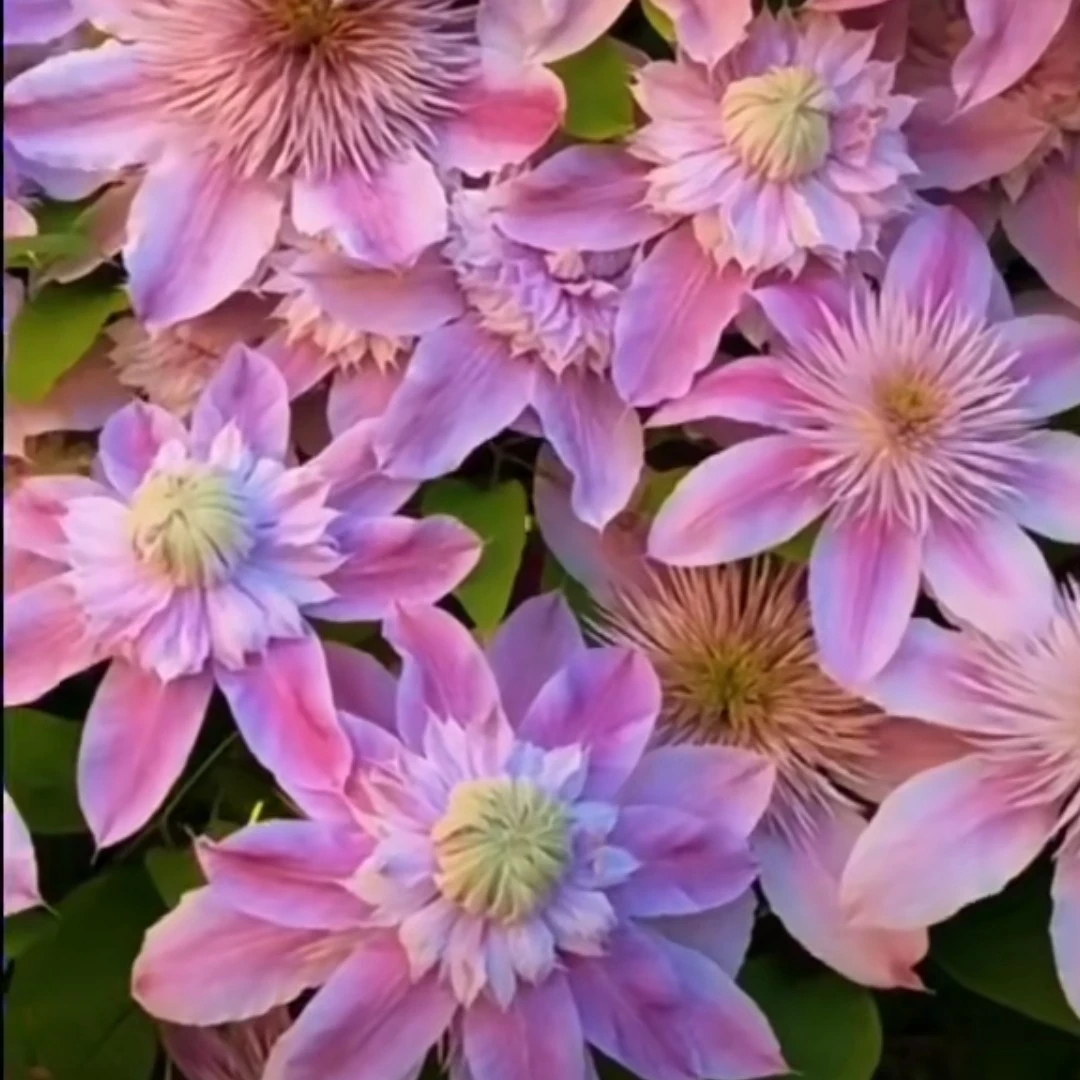 约瑟芬4号棚    (偶尔开针瓣品种特性不做售后)铁线莲