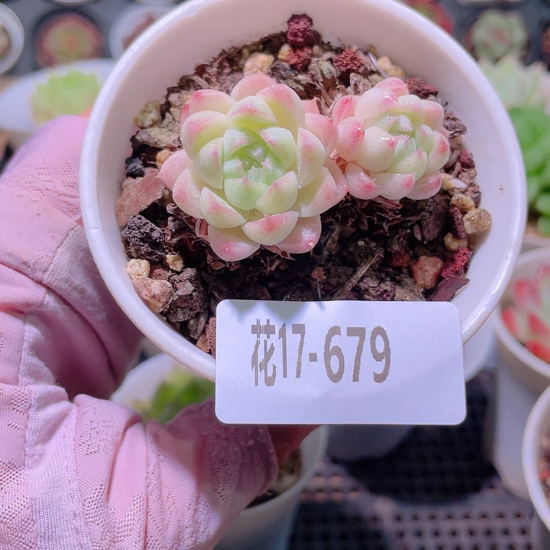 花利美17-679麦秆
