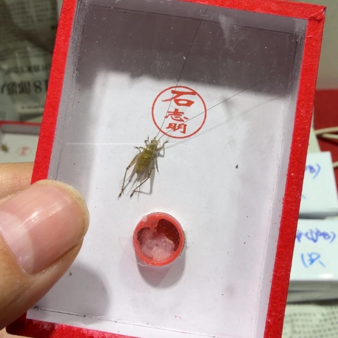 蟋蟀石老师长须冬黄蛉二条