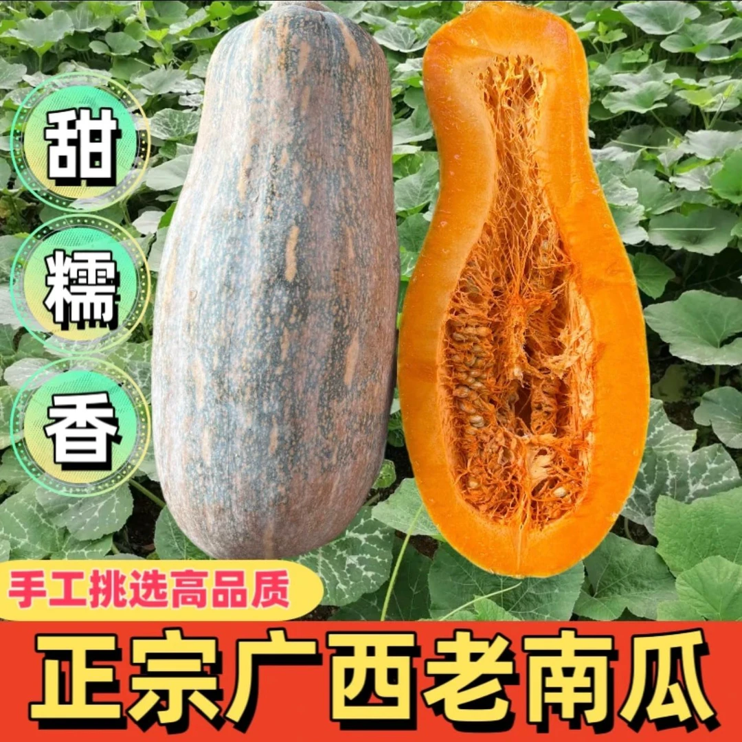 正宗广西老南瓜农家新鲜蜜本南瓜甜糯大南瓜孕妇宝贝辅食当季蔬菜
