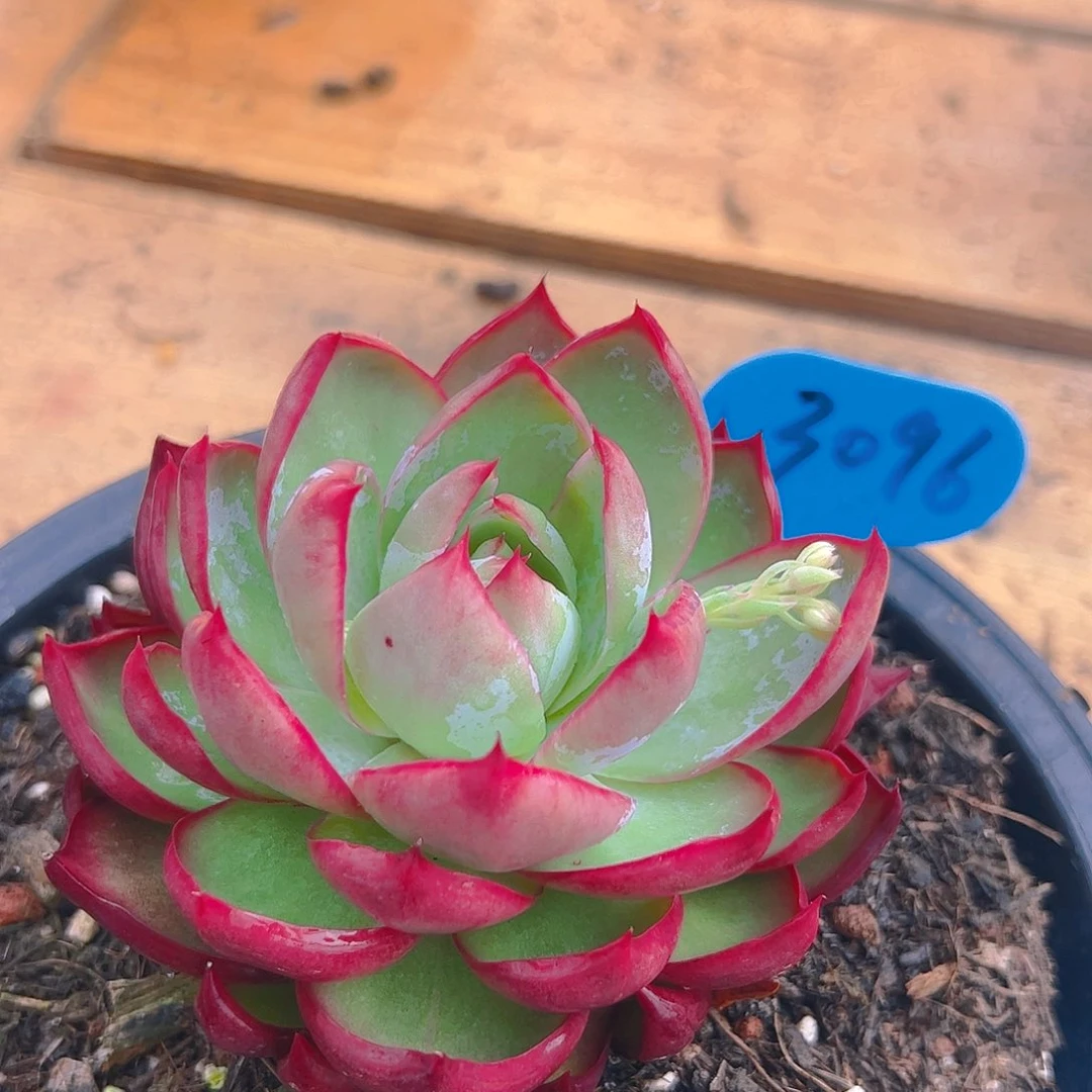 惊鸿仙子一物一拍3096号