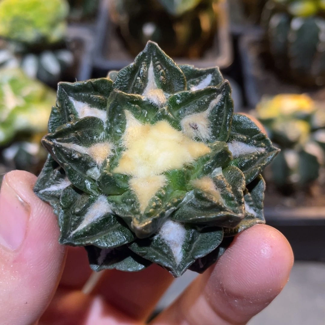 全部花朵螺旋翘犹685