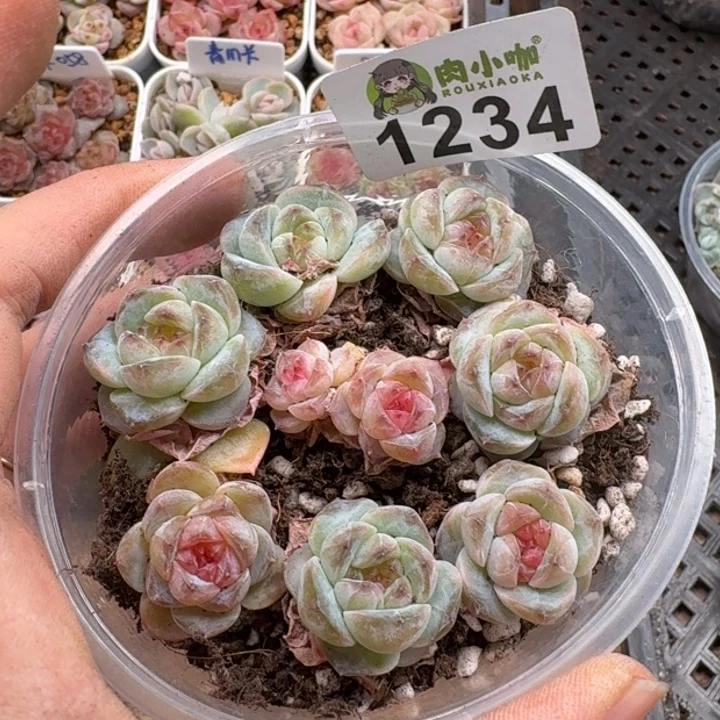 多肉植物多肉植物