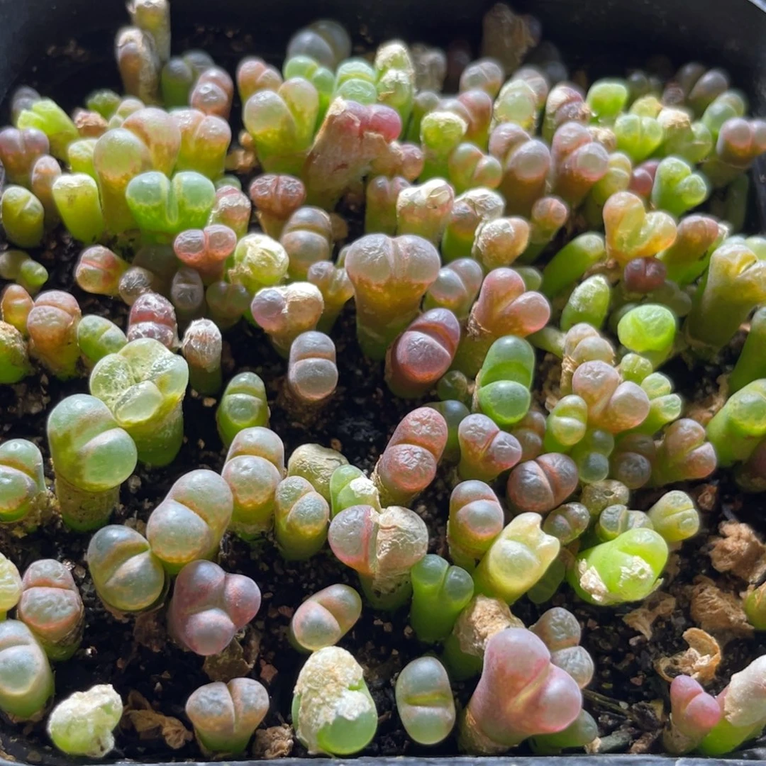 大盆特价一物一拍～44