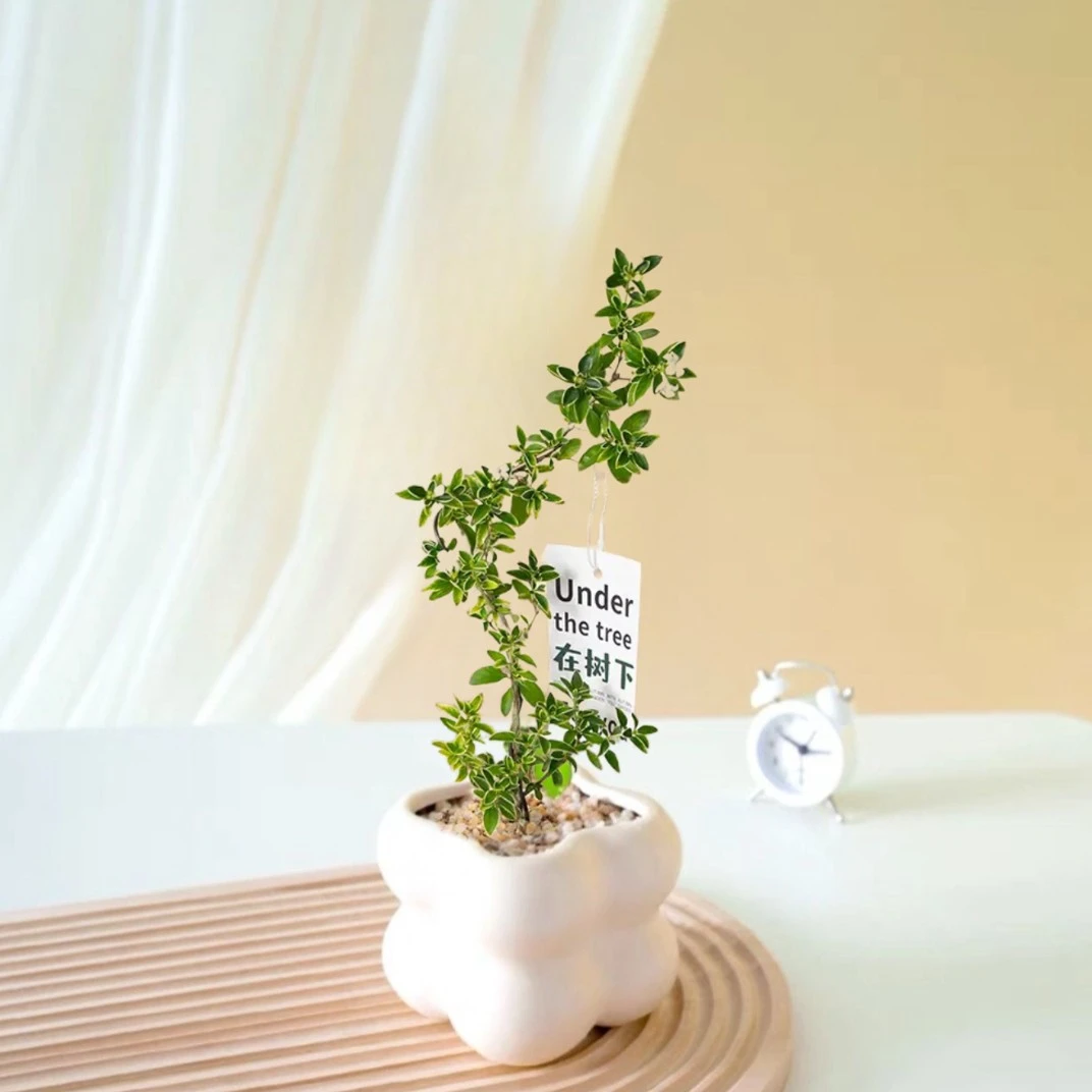 金边六月雪花卉绿植桌面网红小盆栽室内净化空气植物办公室好养