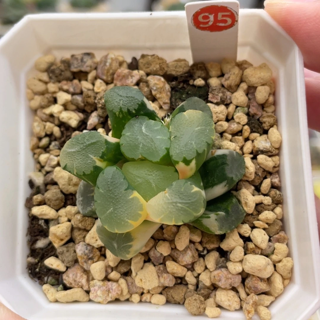 小蔡的菜园95天使锦