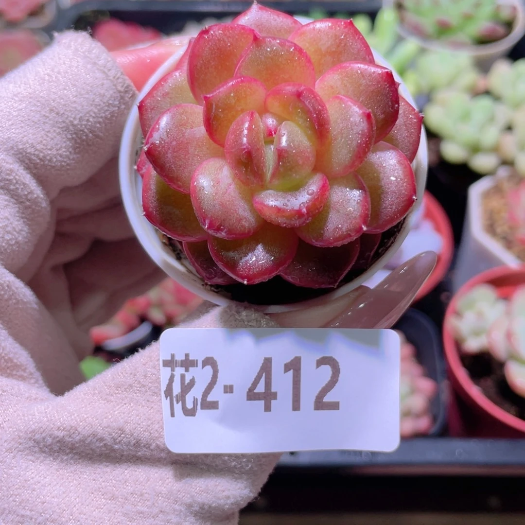 花利美2-412新品珍妮