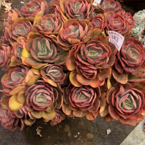 破**蝶秀妍14130多肉