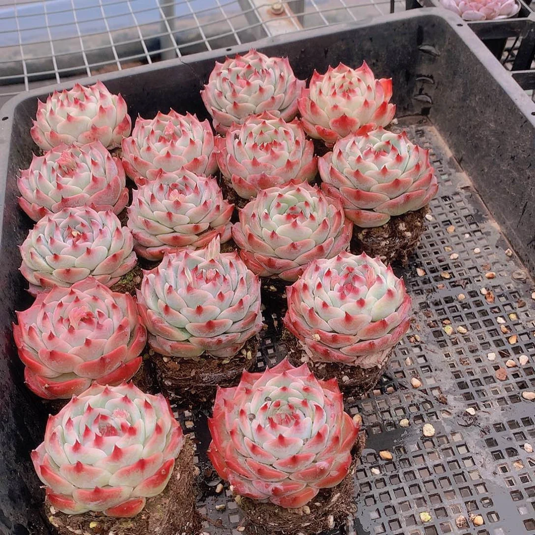 吉娃娃两颗2345667788999