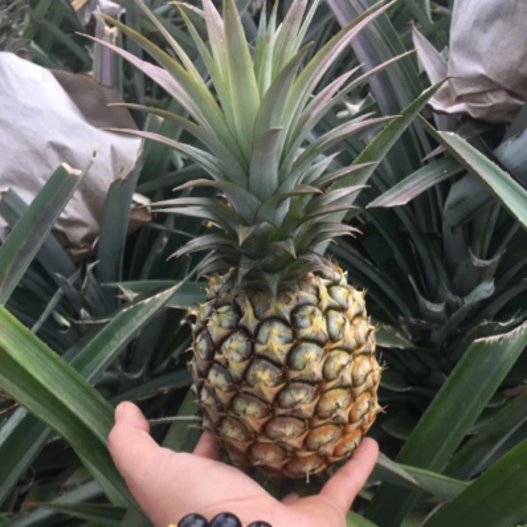 海南自然熟凤梨一个，核心产地本店直采