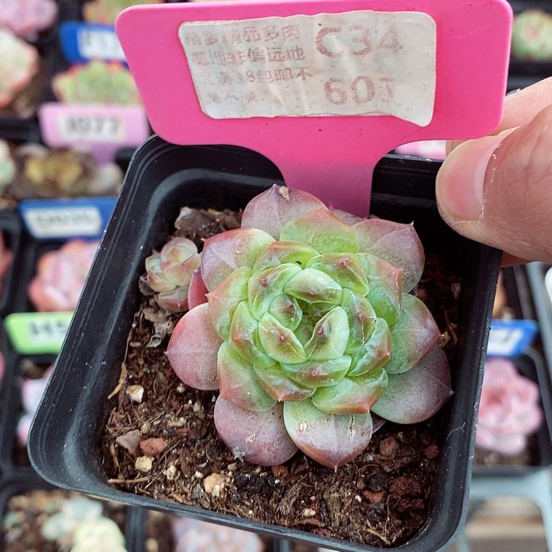 福利5-6cm多肉植物