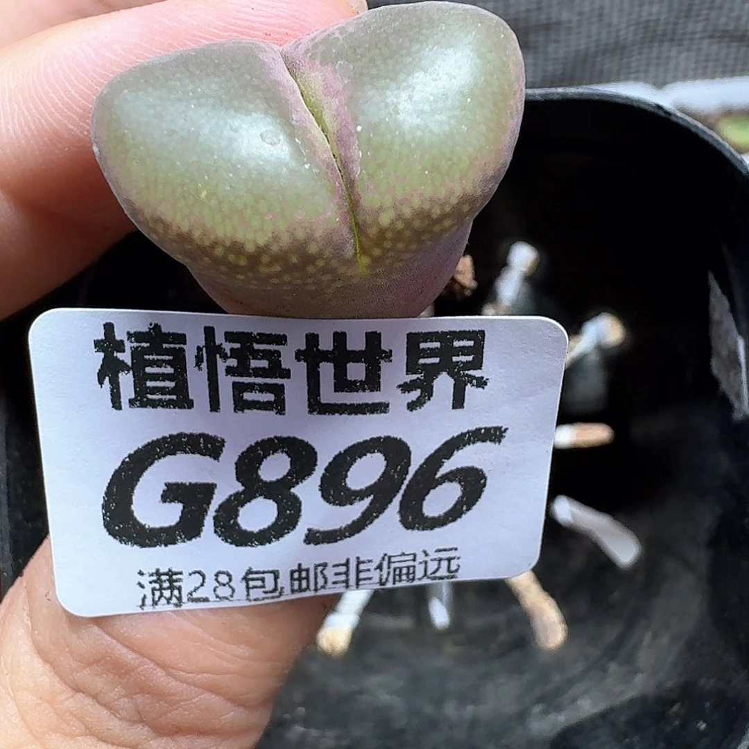 多肉植物的润泽额fg