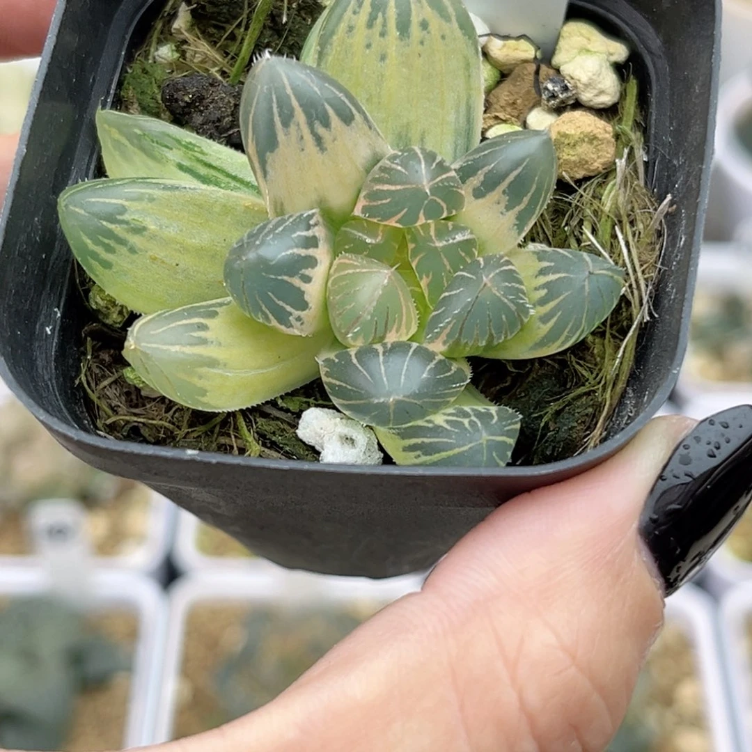 64糊斑龙爪玉露锦福利专场