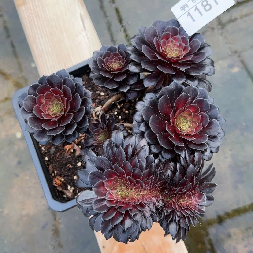 知***。1181多肉 墨颜缀法师