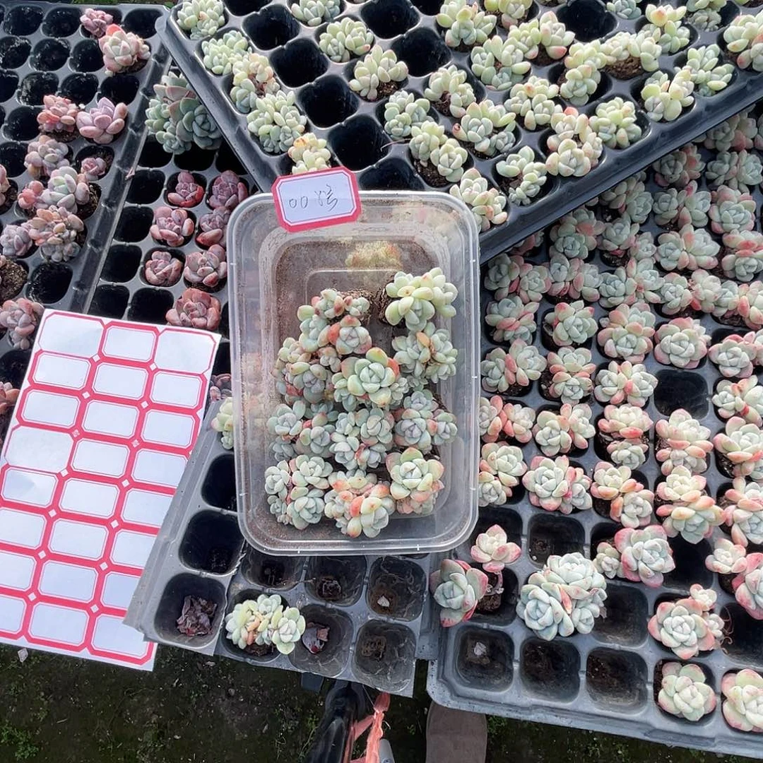 008号穴盘冰玉10棵