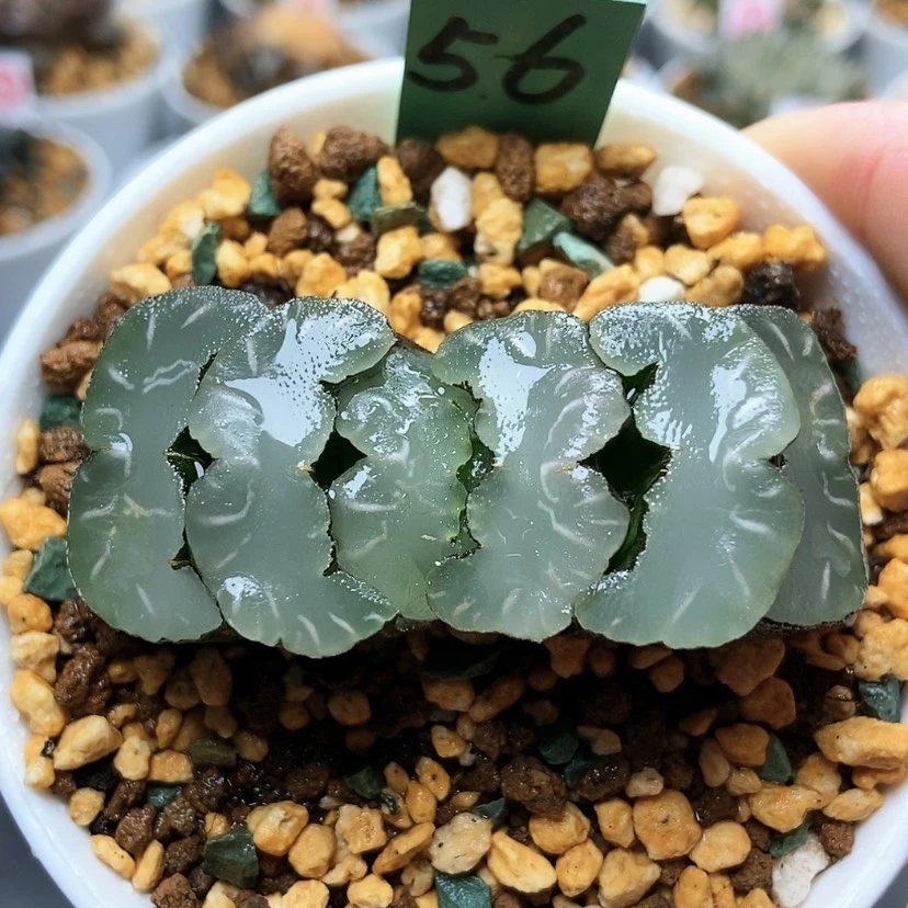 【闪购商品】56鬼岩稻妻