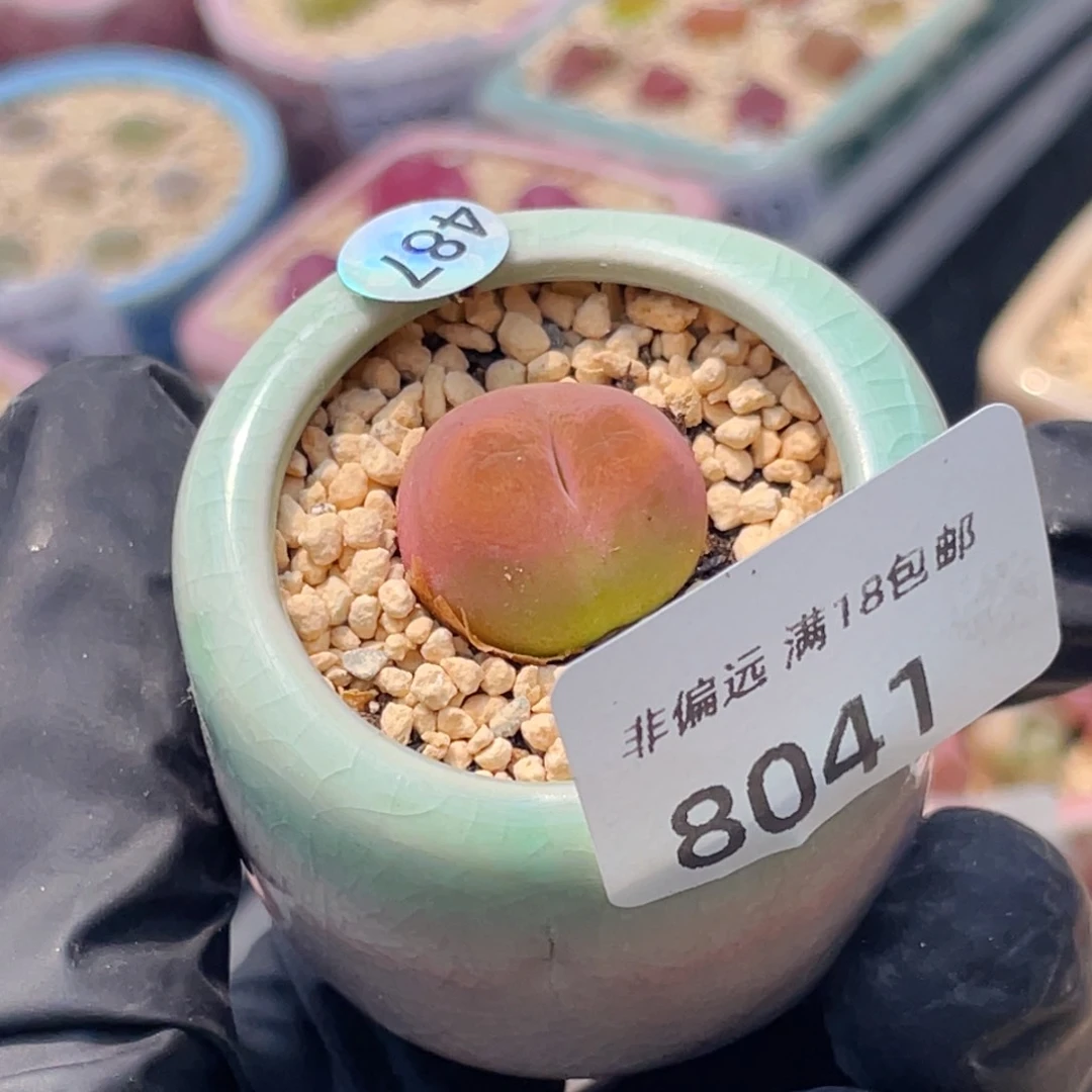 无花朵8041-一物一拍 带盆