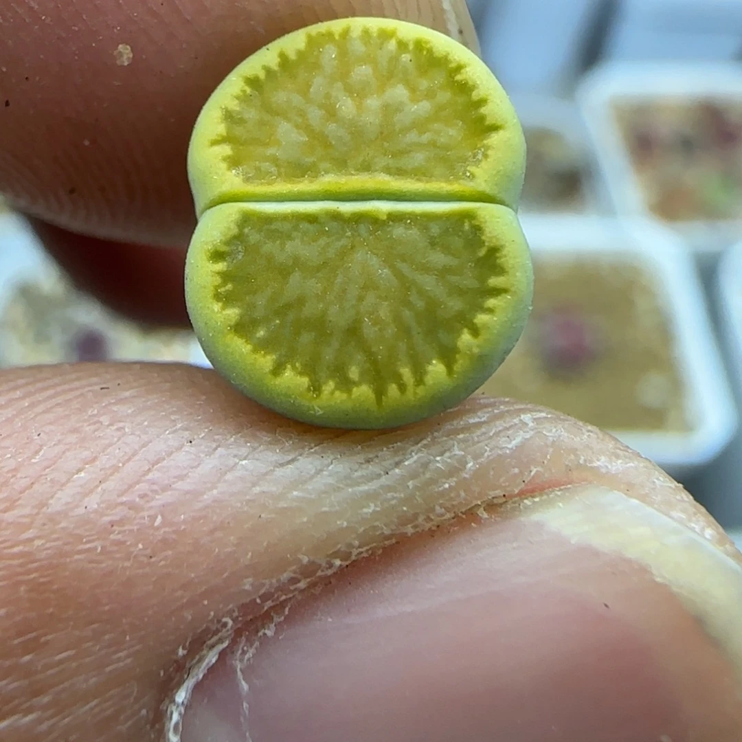 379 生石花大棚直播