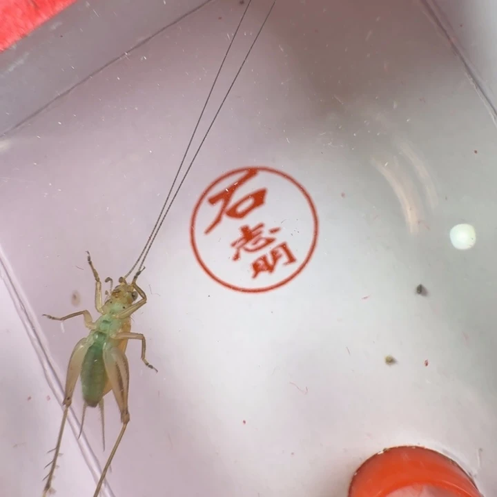 蟋蟀漂亮大个一只冬黄龄