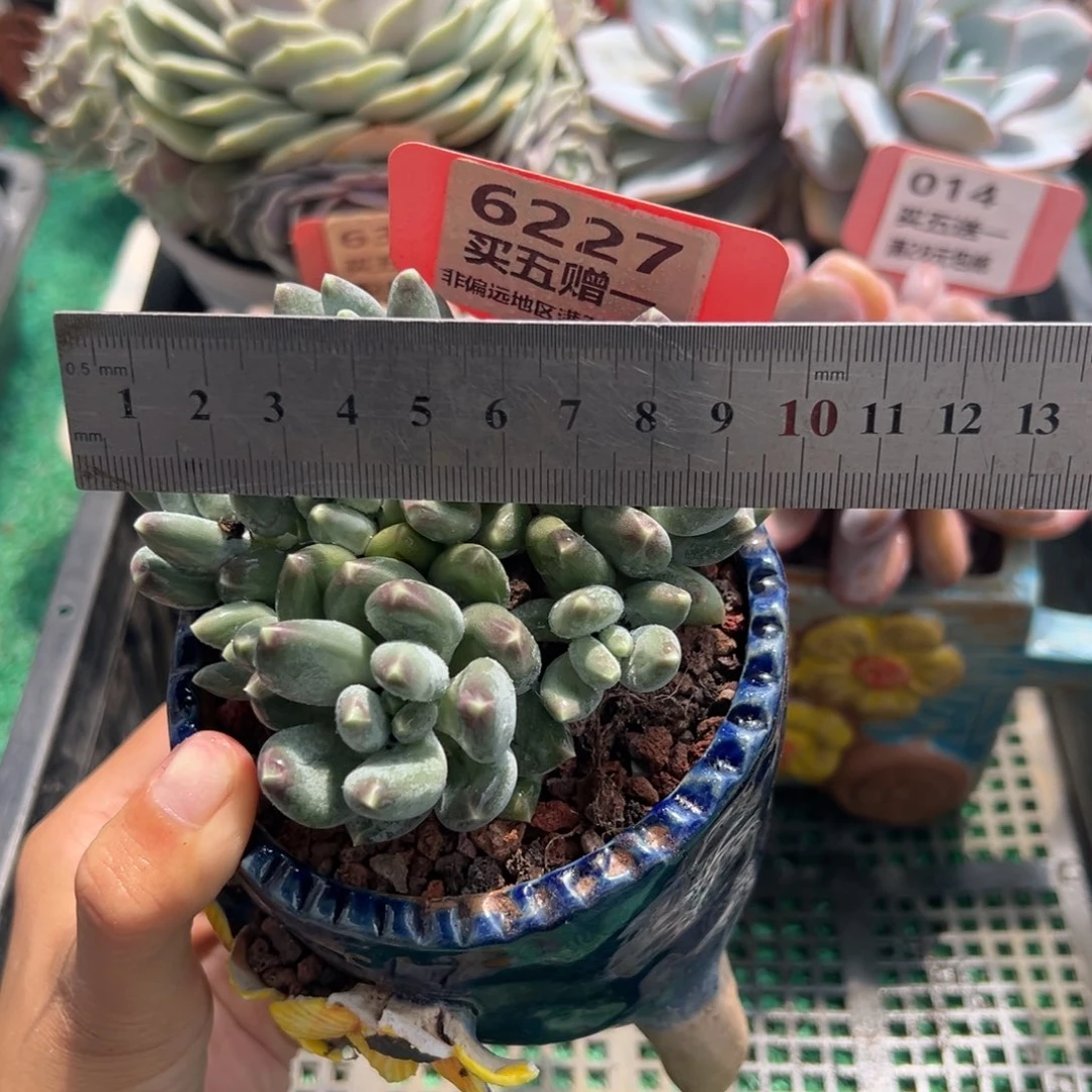 表妹精品多肉植物6227.