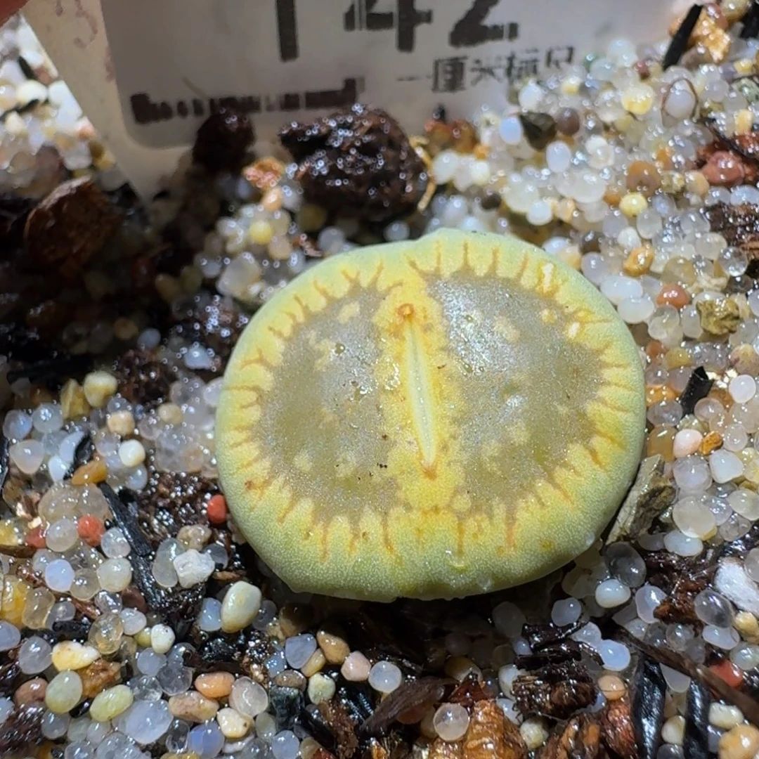 Ssss精品生石花142