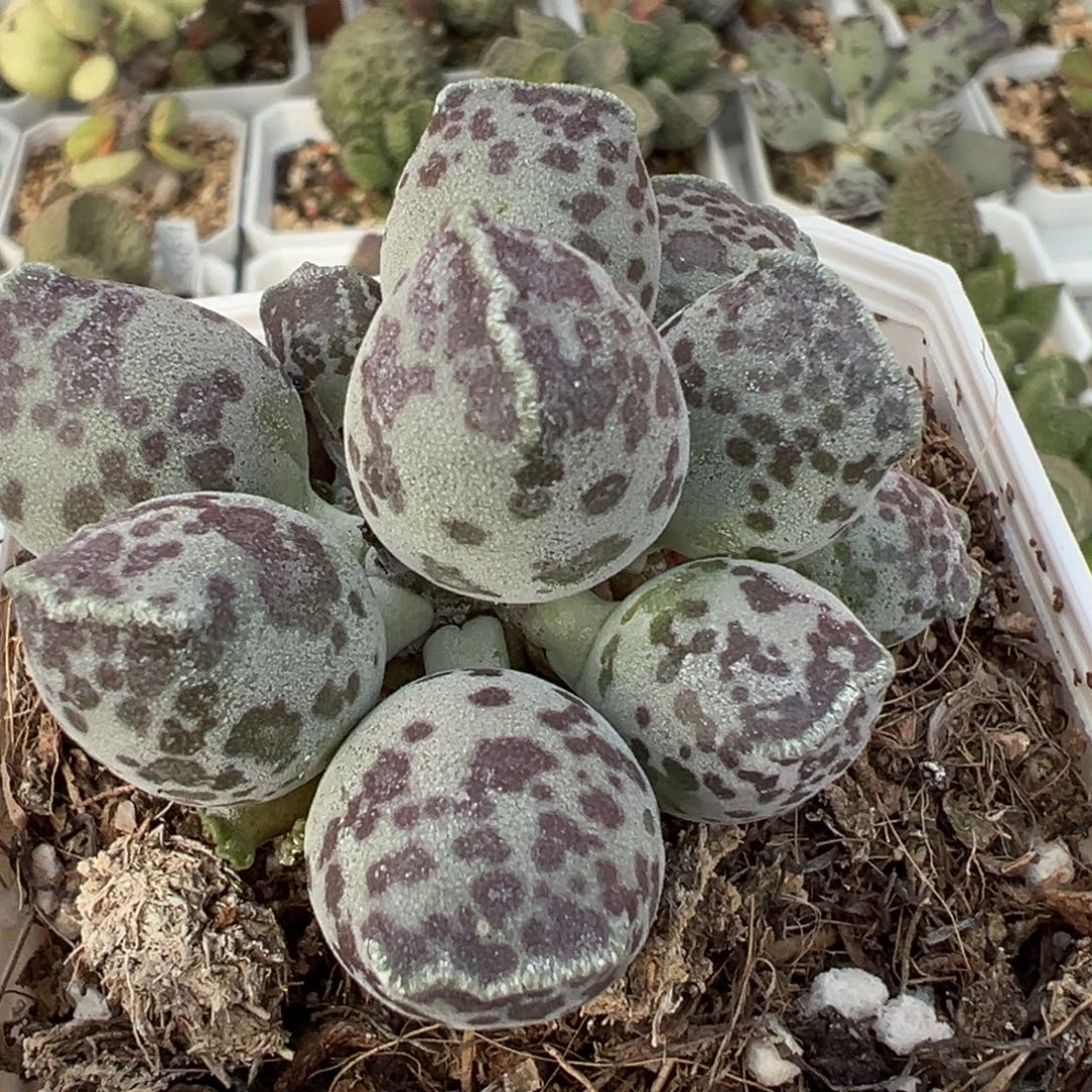 丸叶海豹多头纯木质桩