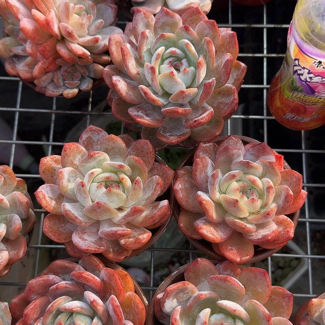 单头五颗一物一拍包邮