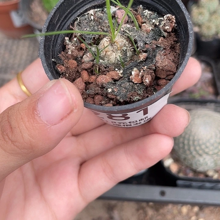 281海葱仙人球植物