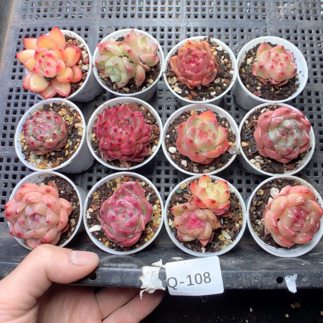 无花朵Q108。 珍妮yyyyyttt