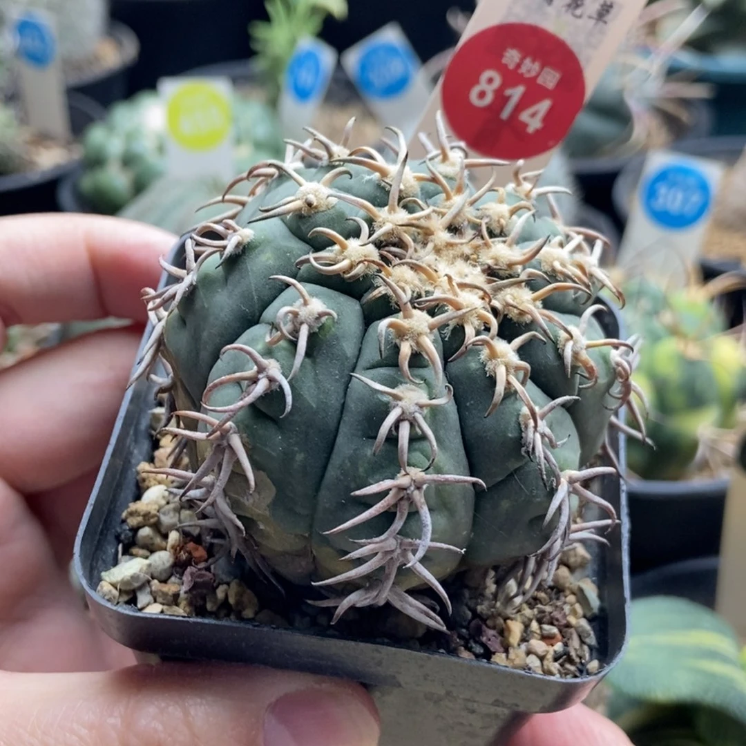 自根猫爪5.7cm一棵