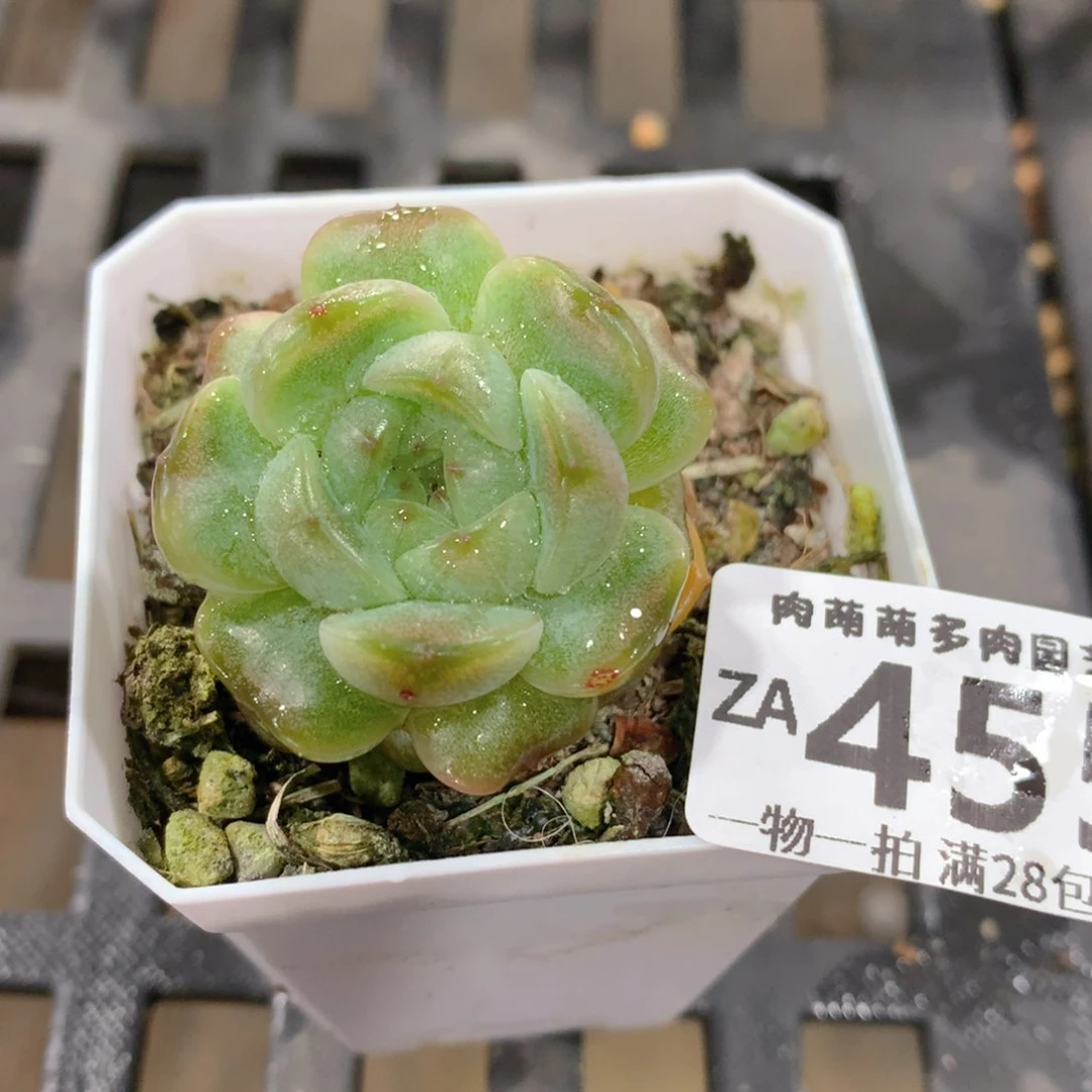 肉萌萌拇指盆精控多肉ZA455