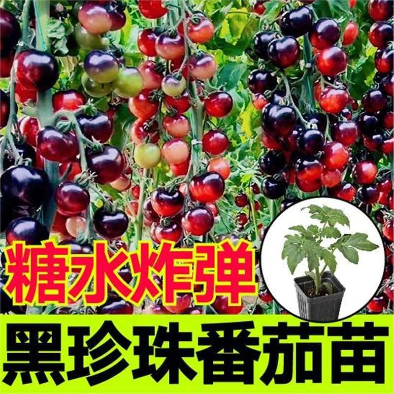 山东寿光糖水炸弹黑珍珠番茄苗秧带土球小黑樱桃西红柿圣女果种子