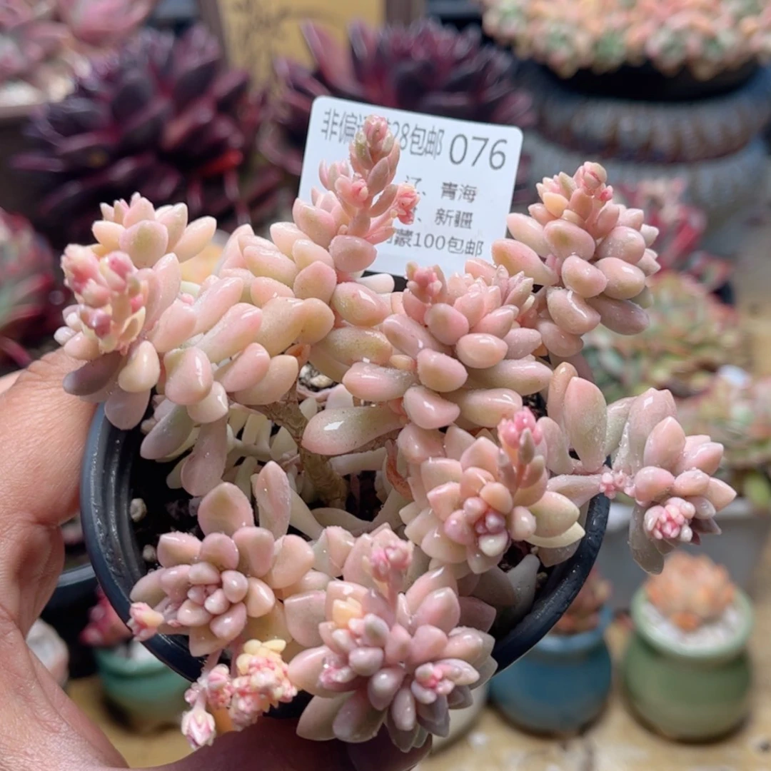 【闪购商品】076姬秋丽锦