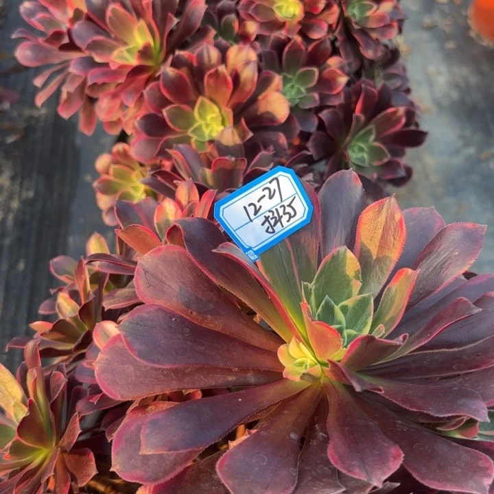 量拍两颗一组歪金丝雀不包损35