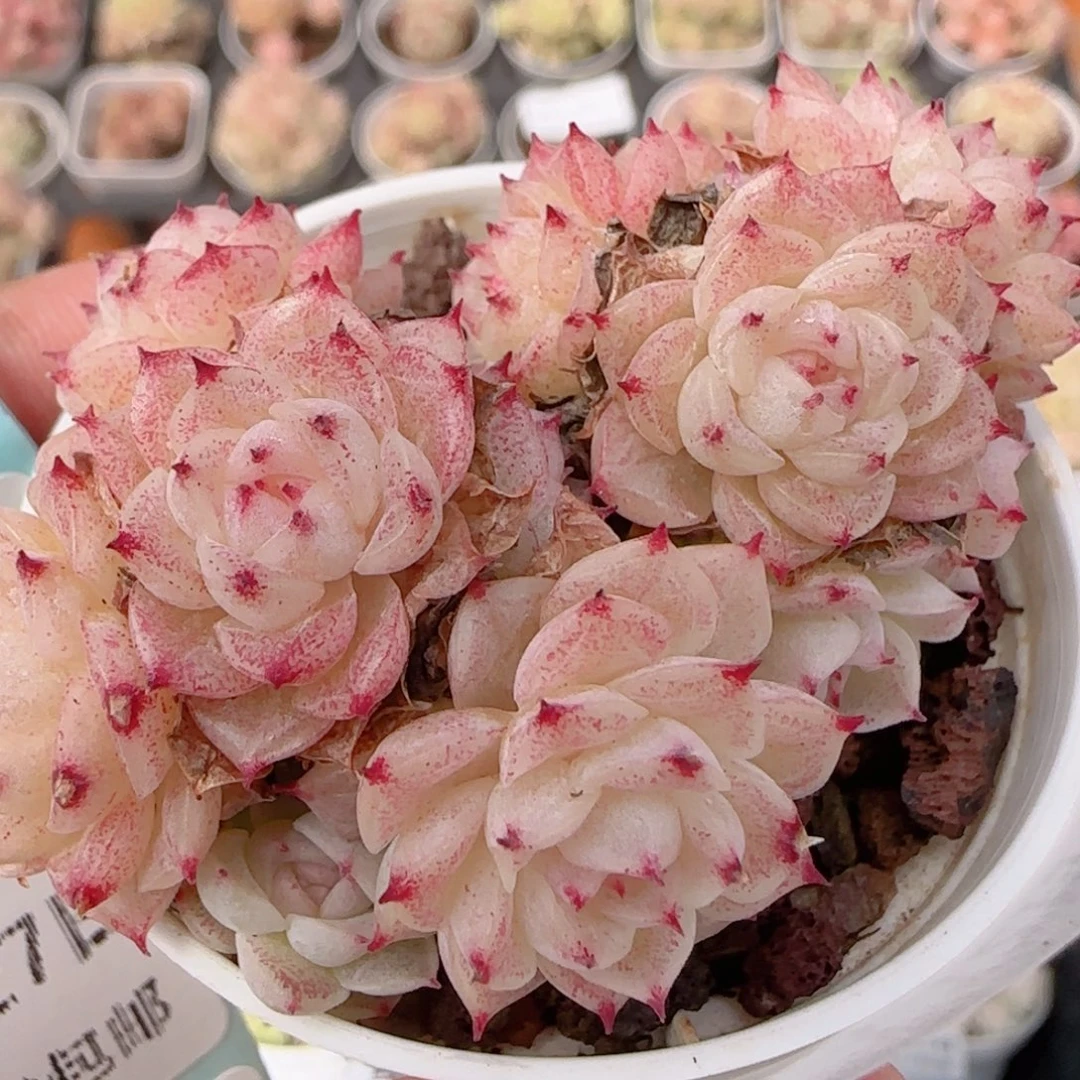 花语多肉1227-213紫魔仙散