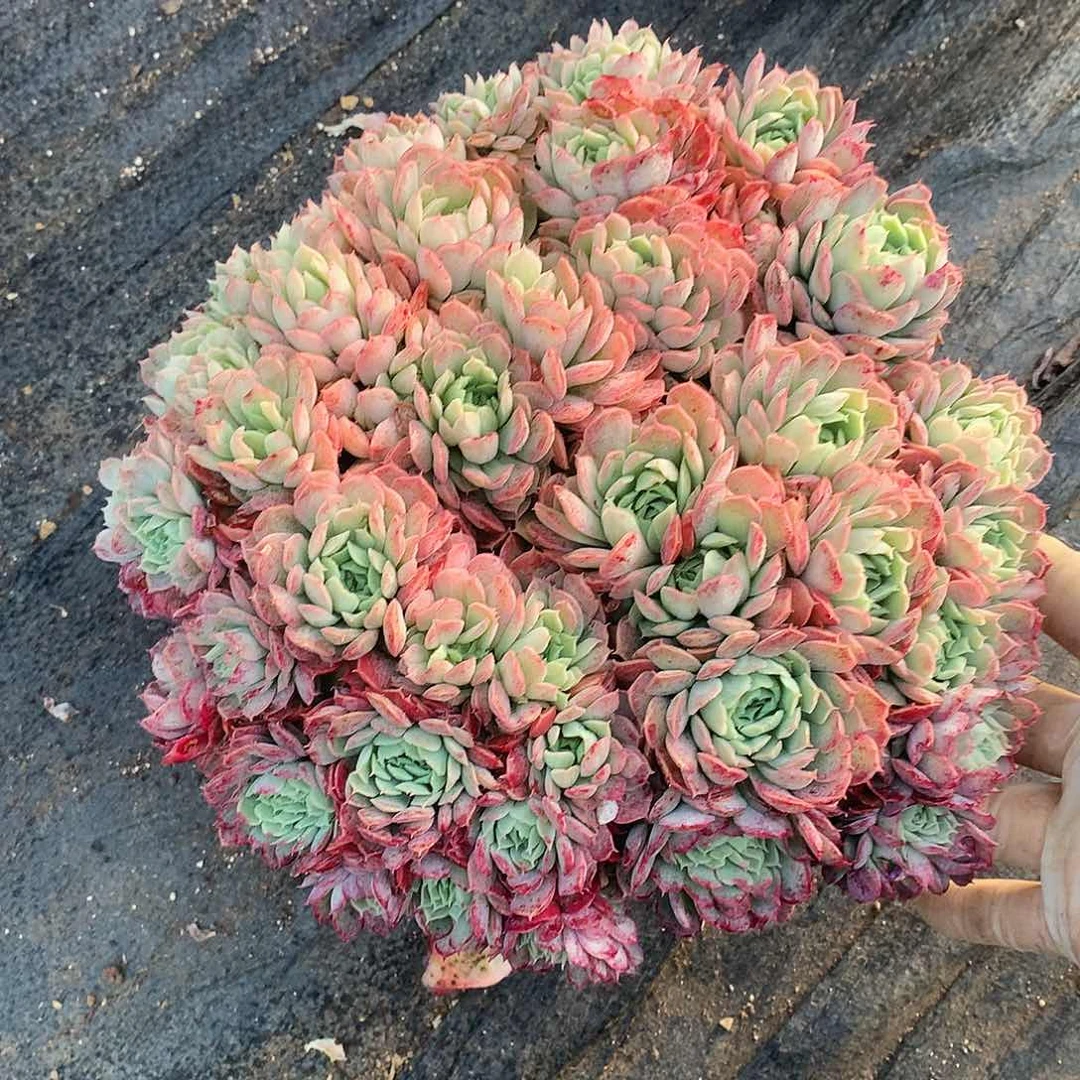 朱砂痣多肉一物一拍