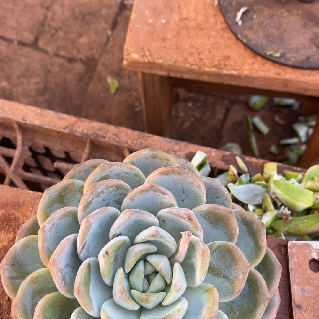 卿***素12级福利整装无砍