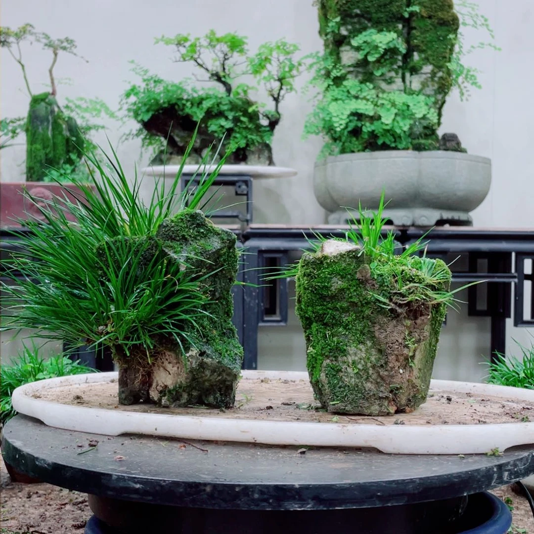 无铅玻璃铁线蕨铁线蕨是一种植物的根