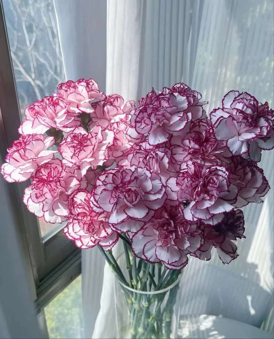 套餐09  紫精灵康乃馨10支+吸色紫色单瓣紫罗兰一把