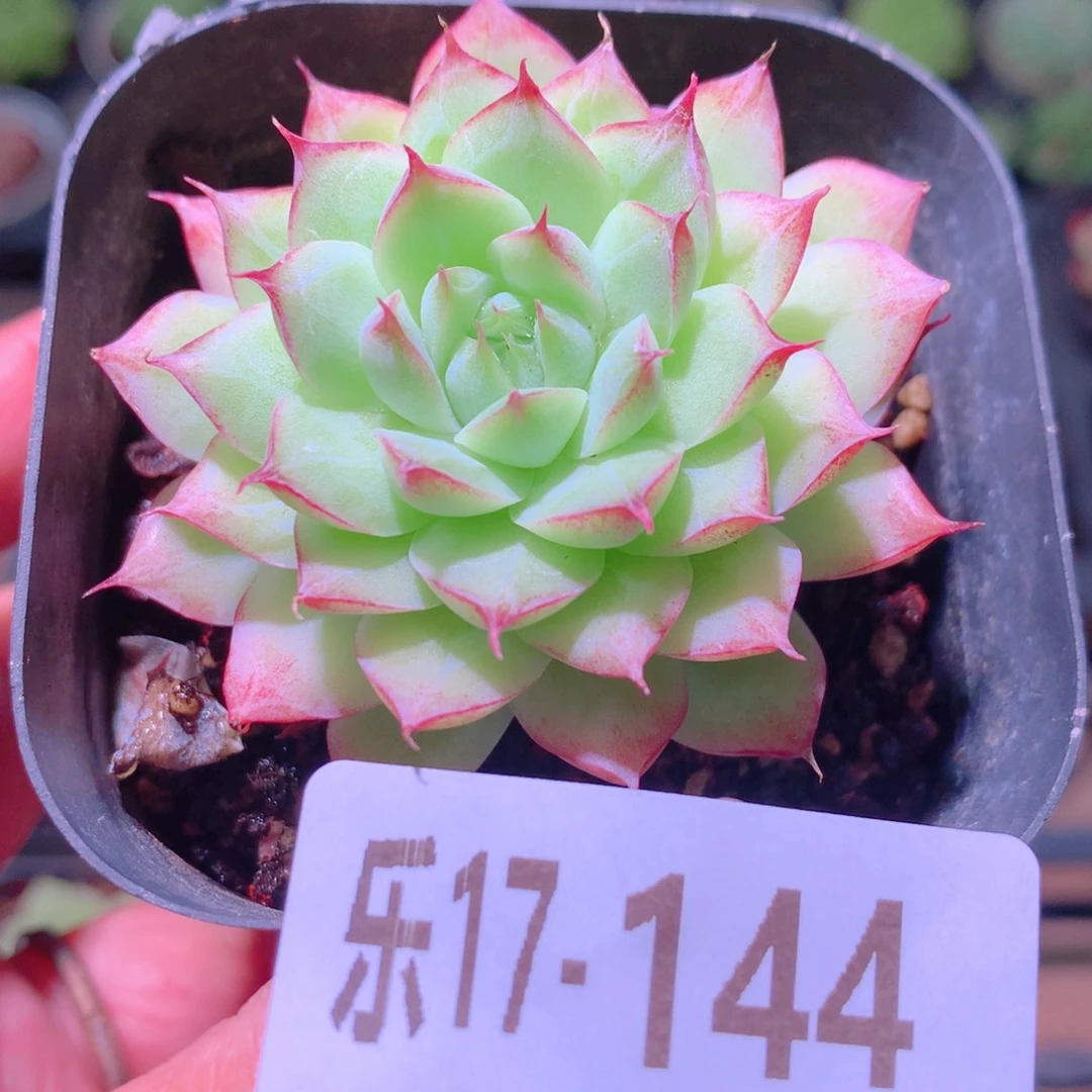 乐然17-144 女王玫瑰