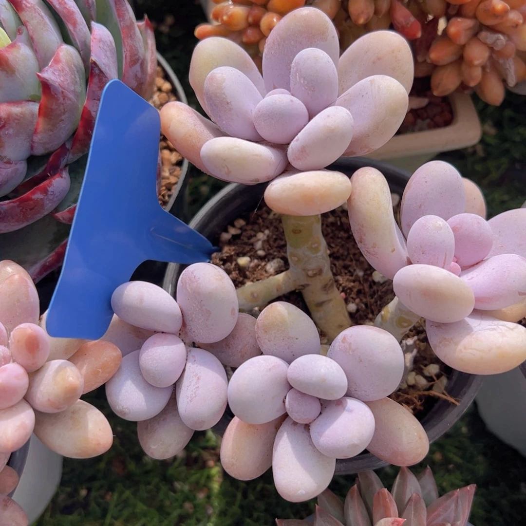 香玉的故事是一个人的故事