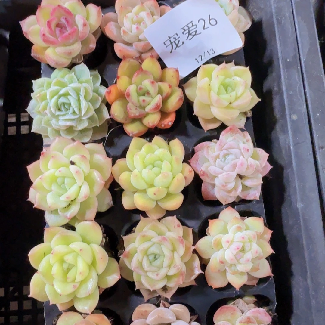 直播福利一物一拍26