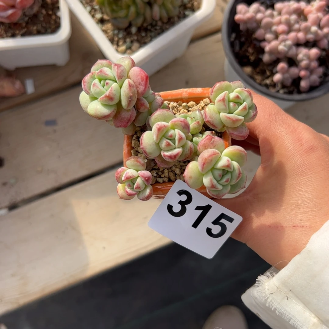 好***人315多肉植物组合盆栽