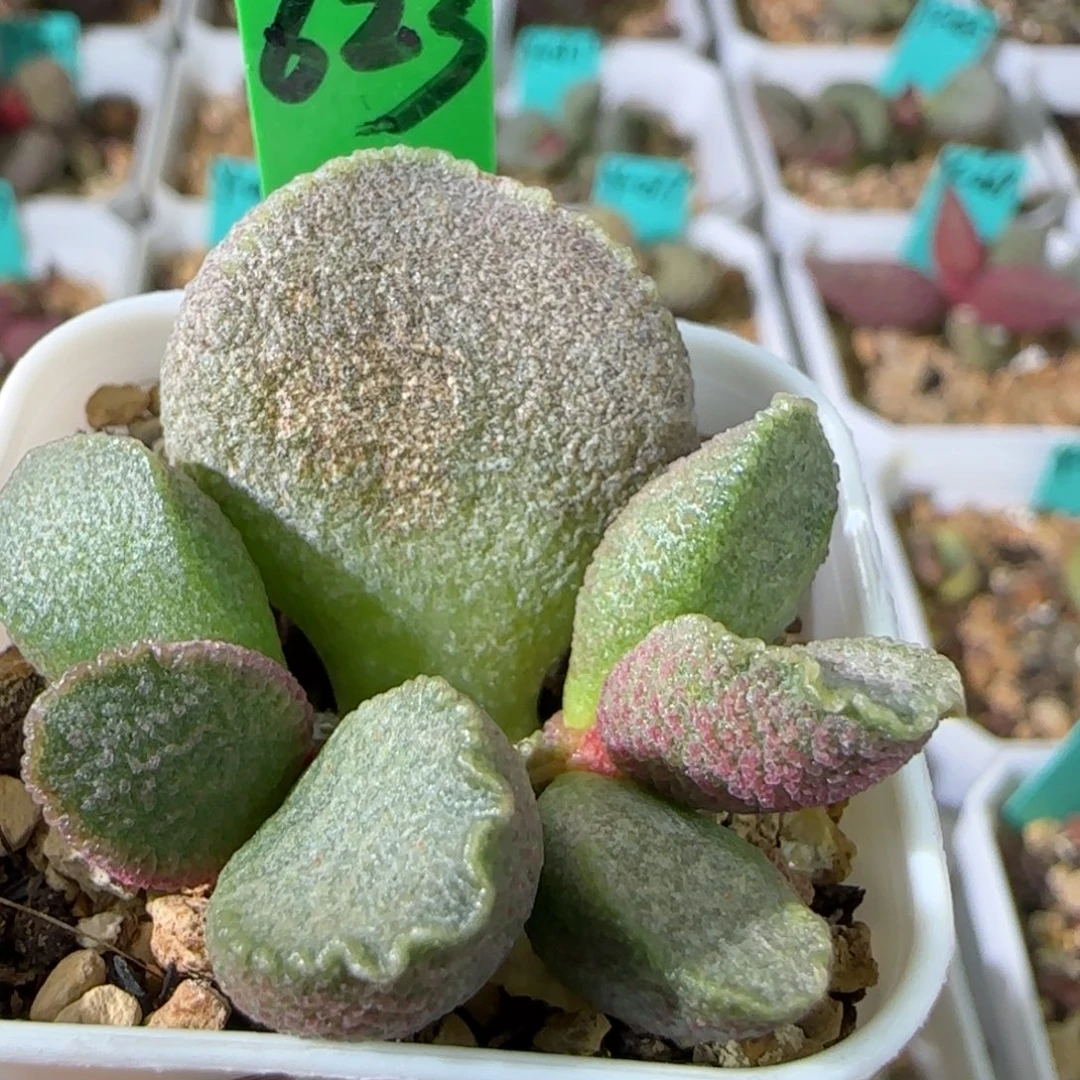 编号623底叶插，四方盆发